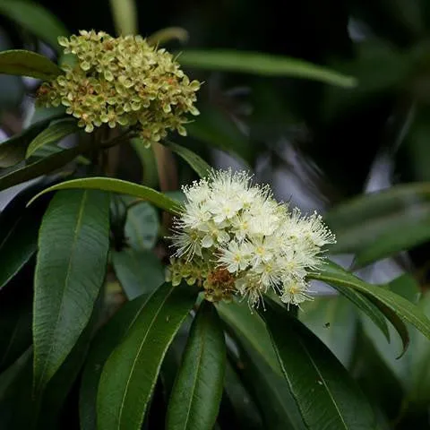 Lemon Myrtle Floral Water