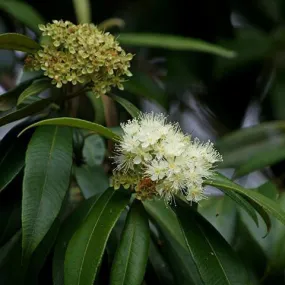 Lemon Myrtle Floral Water